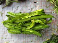 Winged bean (Psophocarpus tetragonolobus)