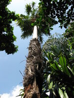 Footstool palm (Saribus rotundifolia)