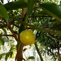 Mundu (Garcinia xanthochymus)