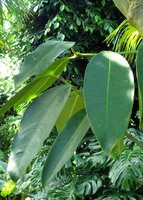 Mundu (Garcinia xanthochymus)
