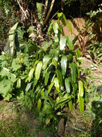 Mundu (Garcinia xanthochymus)