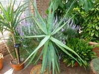 Cat's Tail Aloe (Aloe castanea)
