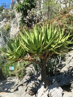 Cat's Tail Aloe (Aloe castanea)