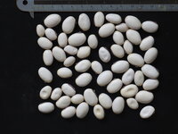 Jack Bean (Canavalia ensiformis)