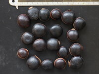 Sea Purse (Dioclea reflexa)