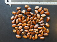 Chirimuya (Annona cherimola)