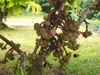 Elephant Ear Fig (Ficus auriculata)