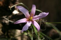 Black Stick Lily (Xerophyta retinervis)
