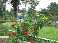 Jungle geranium (Ixora coccinea)