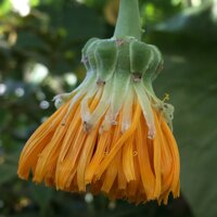 Cabbage Tree (Dendroseris litoralis)