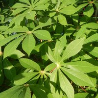 Cassava (Manihot esculenta)
