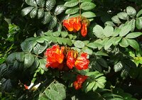 African Tulip Tree (Spathodea campanulata)