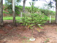Paran&aacute; pine (Araucaria angustifolia)