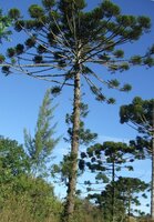 Paran&aacute; pine (Araucaria angustifolia)