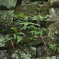 Aroid (Amorphophallus tenuistylis)