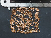 Siberian Kiwi (Actinidia kolomikta)