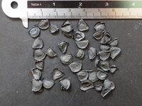 Tequila Agave (Agave tequilana)