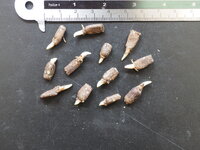 Elephant Yam (Amorphophallus paeoniifolius)