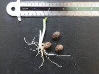 Aroid (Amorphophallus plicatus)