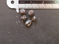 Giant Highland Banana (Musa ingens)