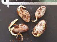 Jackfruit (Artocarpus heterophyllus)