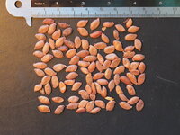 Carambola (Averrhoa carambola)
