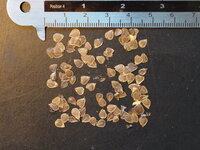 Calico Flower (Aristolochia elegans)