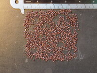 Purple Apple-berry (Billardiera longiflora)