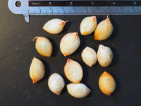 Peanut Butter Tree (Bunchosia argentea)