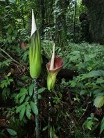 Aroid (Amorphophallus lambii)
