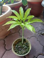 Aroid (Amorphophallus lambii)