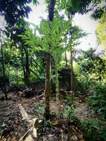 Aroid (Amorphophallus prainii)