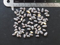 Queensland Bottle Tree (Brachychiton rupestris)