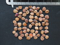 Desert Bird of Paradise (Caesalpinia gilliesii)