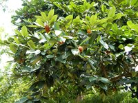 Velvet apple (Diospyros blancoi)