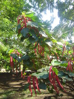 Chenille plant (Acalypha hispida)