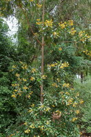 Australian frangipani (Hymenosporum flavum)