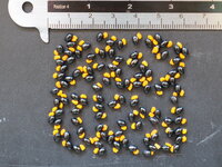 Monkey's Hand Tree (Chiranthodendron pentadactylon)