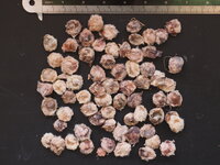 Cannonball Tree (Couroupita guianensis)