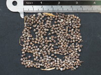 Cardamom (Elettaria cardamomum)