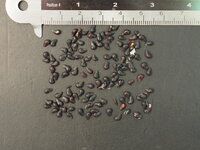 Yellow pitahaya (Hylocereus megalanthus)