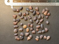 Banana Shrub (Magnolia figo)