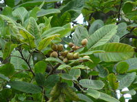 Kusum Tree (Schleichera oleosa)