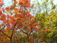 Kusum Tree (Schleichera oleosa)
