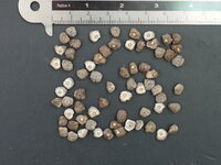 Plantain Banana (Musa x paradisiaca)