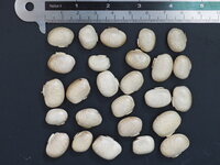 Velvet Bean (Mucuna pruriens)