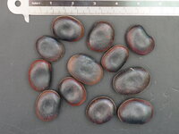 Saba Ling (Mucuna macrocarpa)