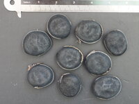 Black Hamburger Bean (Mucuna holtonii)