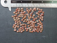 Nipple Fruit (Solanum mammosum)