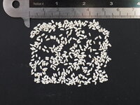 Tree Philodendron (Thaumatophyllum bipinnatifidum)